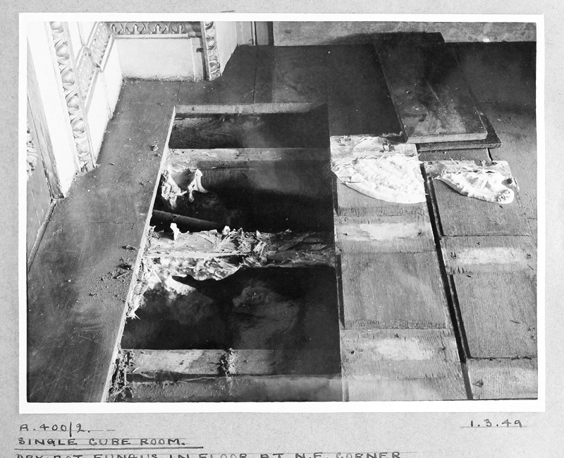 dry rot fungus under the floors